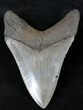 Serrated Lower Megalodon Tooth - Georgia #21875-2